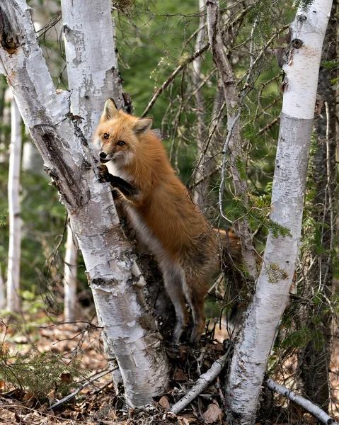 Red Fox Close Profile View Climbing Birch Tree Looking Its — Stock Photo, Image