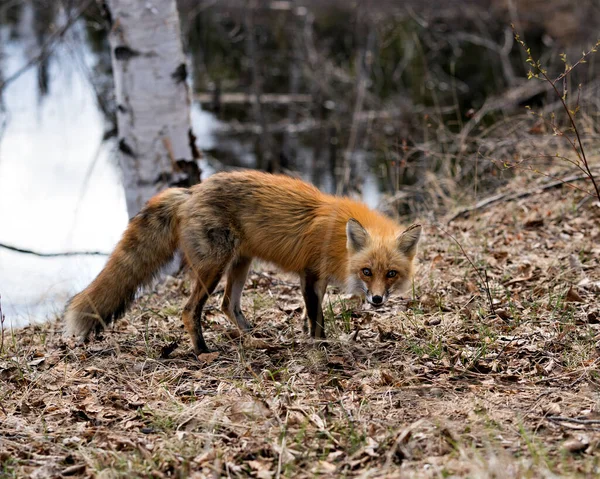 Vue Profil Rapprochée Renard Roux Debout Bord Eau Avec Fond — Photo