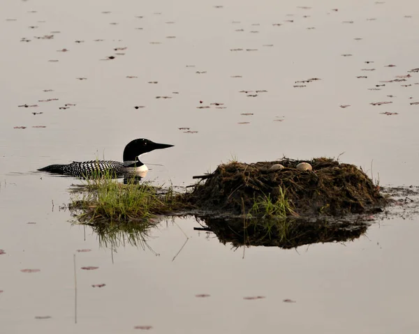 Loon Swimming Her Nest Two Brown Eggs Nest Marsh Grasses — Stock Photo, Image