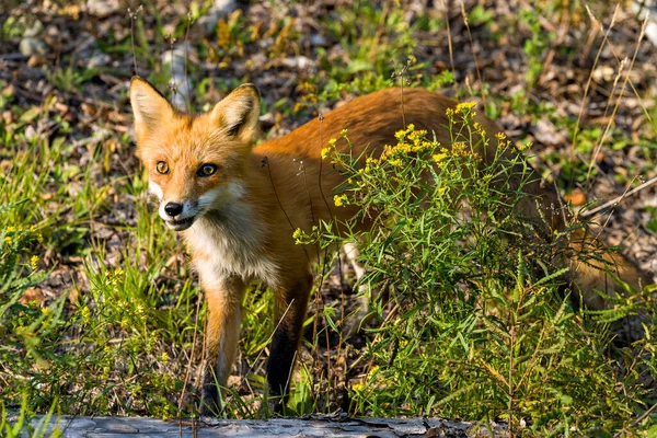 Red Fox Crogiolarsi Negli Ultimi Raggi Del Sole Tramonto Nel — Foto Stock