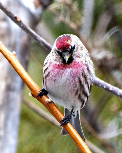 Červený Průzkum Veřejného Mínění Zimním Období Seděla Finch Rozmazaným Lesním — Stock fotografie