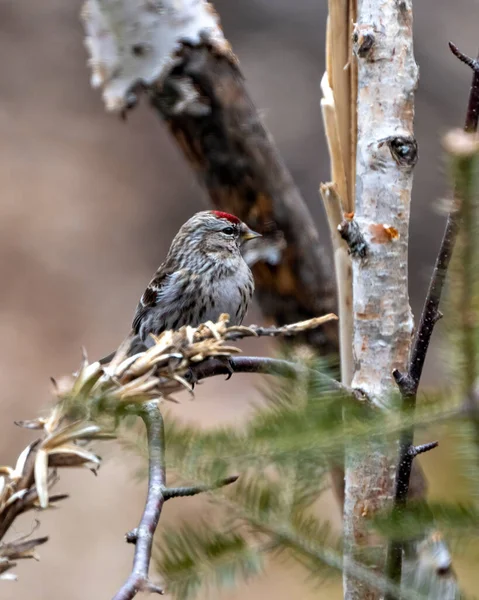 Red Poll Finch Close Profile View Winter Season Perched Birch — Photo
