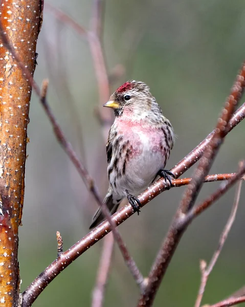 Red Poll Close Profile View Perched Branch Blur Background Its — Stock Photo, Image