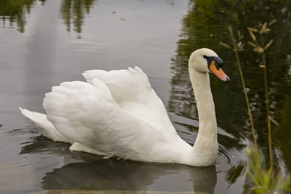Cisne Pássaro Mudo Nadando Com Asas Brancas Espalhadas Com Fundo — Fotografia de Stock