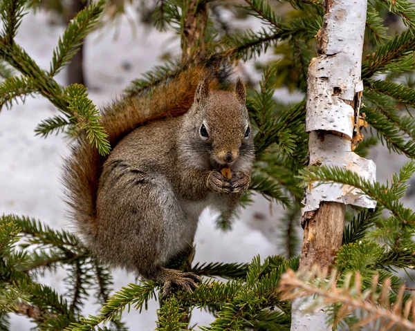 다람쥐는 침엽수에 서식지에서 견과를 먹으면서 꼬리를 — 스톡 사진