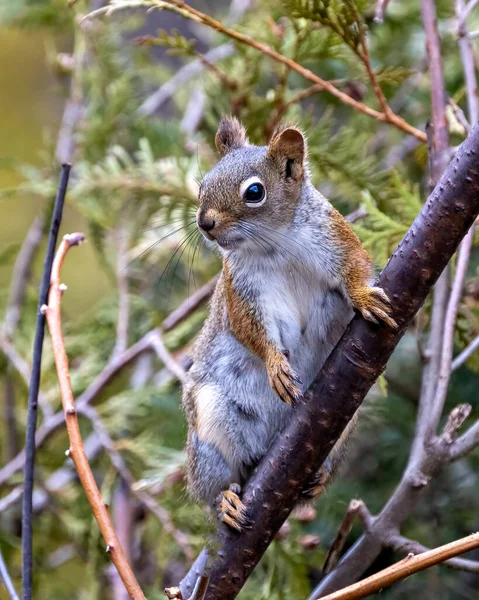 Squirrel Sitting Tree Branch Coniferous Trees Background Its Environment Habitat — Fotografia de Stock