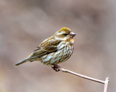 Çevresinde kahverengi bulanık bir arka planı ve yaşam alanı olan bir dala tünemiş Finch dişisi yakından profil görüntüsü. Mor Finch Kadın Fotoğraf ve Görüntü.
