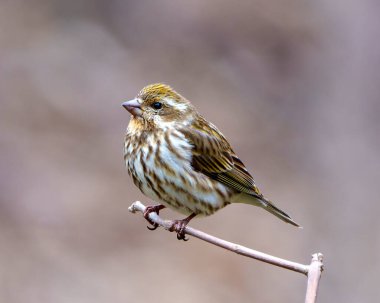 Çevresinde kahverengi bulanık bir arka planı ve yaşam alanı olan bir dala tünemiş Finch dişisi yakından profil görüntüsü. Mor Finch Kadın Fotoğraf ve Görüntü.