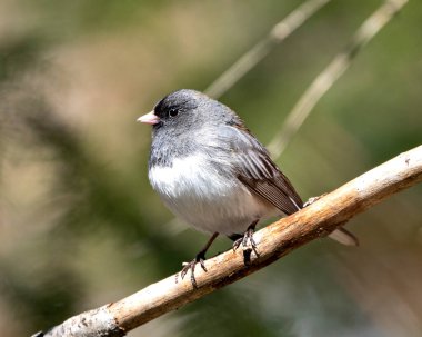 Junco kuşu gri tüy tüyü, başı, gözü, gagası, ayakları, çevresindeki bulanık arka planı ve yaşam alanını gösteren bir dala tünemişti. Kara gözlü Junco..