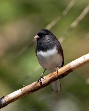 Junco kuşu gri tüy tüyü, başı, gözü, gagası, ayakları, çevresindeki bulanık arka planı ve yaşam alanını gösteren bir dala tünemişti. Kara gözlü Junco..