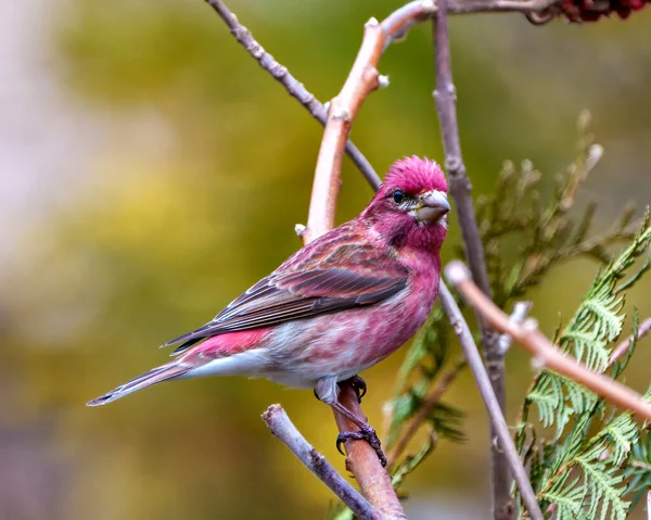 Finch Male Close Profile View Perched Branch Displaying Red Colour — Stock Photo, Image