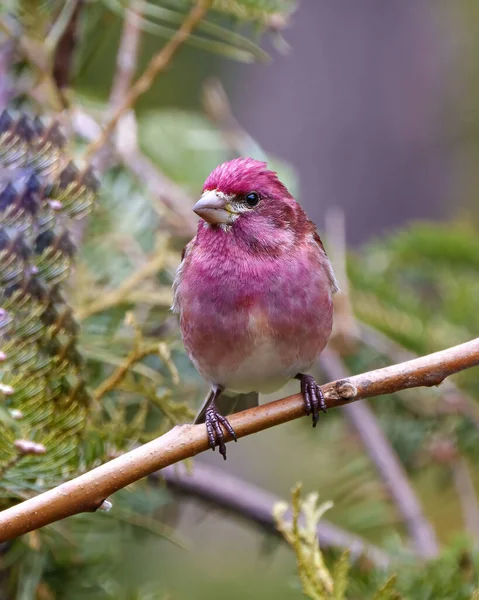 Finch Macho Close Vista Frontal Empoleirado Ramo Exibindo Plumagem Cor — Fotografia de Stock