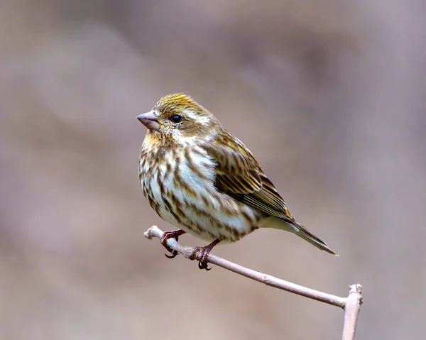 Finch Female Close Profile View Perched Branch Brown Blur Background — Stock Photo, Image