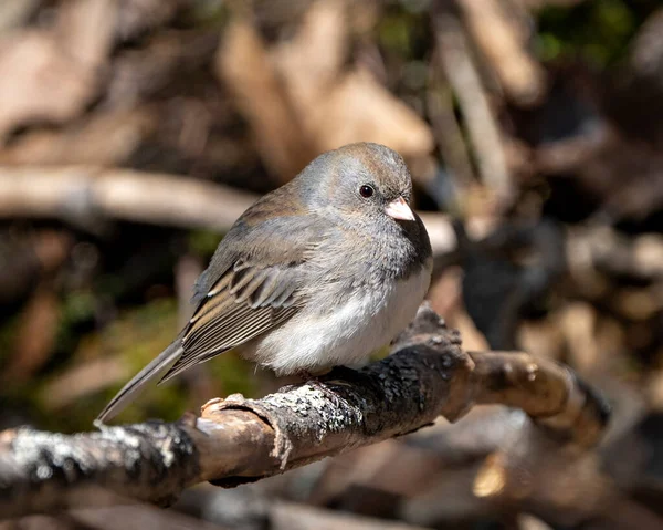 准可雌性栖息在一根枝头上 羽毛呈灰色 周围环境和栖息地的背景模糊不清 黑眼睛朱可 — 图库照片