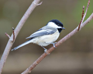 Chickadee bird perched on a branch with a blur background habitat surrounding and environment displaying feather plumage, body, head, eye, beak, plumage.