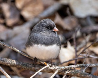 Junco kuşu gri tüy tüyü, başı, gözü, gagası, ayakları, çevresindeki bulanık arka planı ve yaşam alanını gösteren bir dala tünemişti. Kara gözlü Junco..