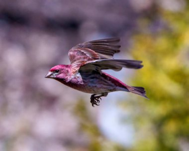 Güzel kırmızı renginde uçan Finch erkeği çevresi ve çevresi bulanık kanatları ile birlikte uçuyor. Kuş uçuşu. Mor Finch Portresi ve Resmi.