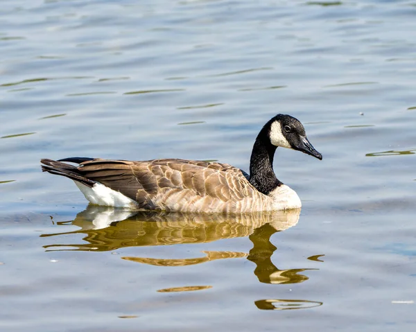 Canada Geese Bird Swimming Its Environment Surrounding Habitat Blur Water — стокове фото