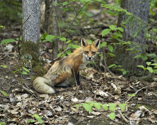 Red Fox Vista Vicino Profilo Nella Foresta Con Fogliame Guardando — Foto Stock