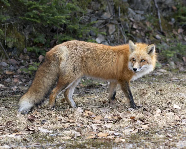 Red Fox Zblízka Pohled Jarní Sezóně Rozmazané Skály Jehličnaté Větve — Stock fotografie