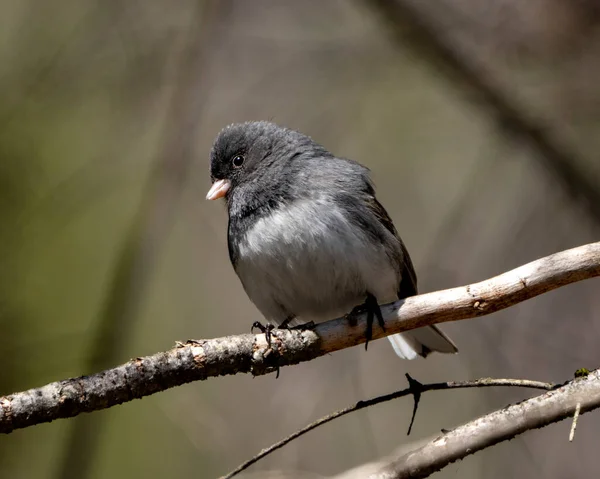 Junco Bird Perched Branch Displaying Grey Feather Plumage Head Eye — Fotografia de Stock