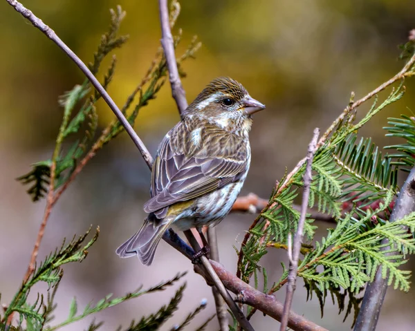 Finch Female Close Profile View Perched Branch Displaying Brown Colour — Fotografia de Stock