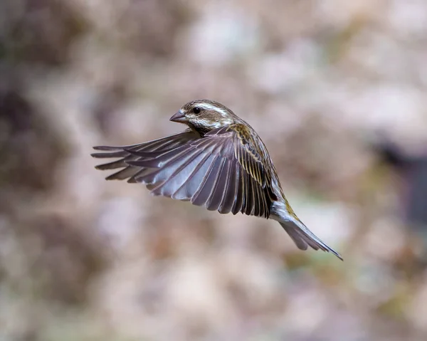 Finch Perempuan Terbang Dengan Sayap Coklat Yang Indah Dengan Latar — Stok Foto