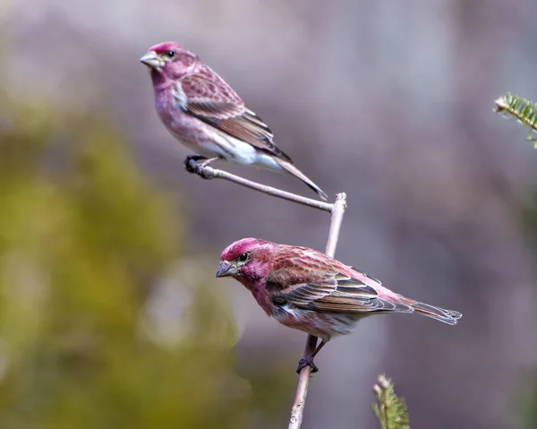 Vue Rapprochée Des Oiseaux Roselin Perchés Sur Une Branche Affichant — Photo