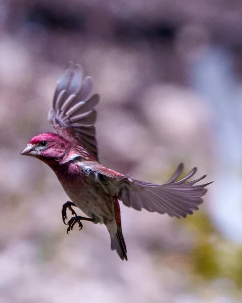Finch Male Flying Its Beautiful Red Colour Spread Wings Blur — Stock Photo, Image