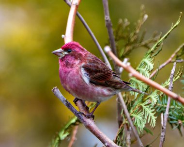 Finch male close-up profile view, perched on a branch displaying red colour plumage with a blur coniferous forest background in its environment and habitat surrounding.  Purple Finch Photo and Image.