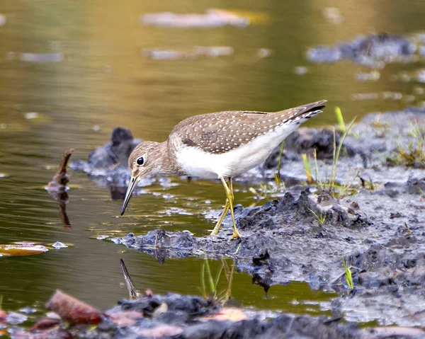 Common Sandpiper Bird Foraging Food Water Shore Marsh Water Lily — Zdjęcie stockowe