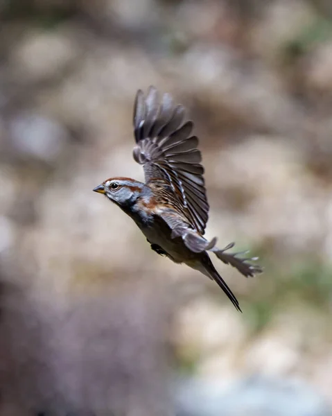 Sparrow Female Bird Flying Its Beautiful Brown Spread Wings Blur — Foto de Stock