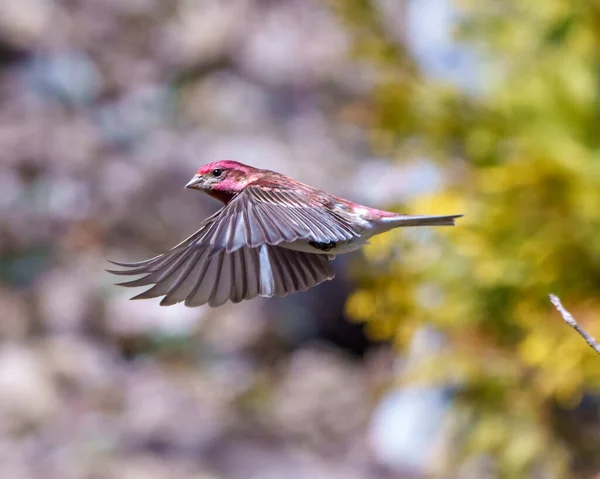 Finch Male Flying Its Beautiful Red Colour Spread Wings Blur — Stock Photo, Image