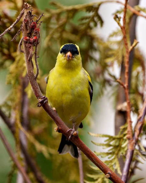 Chardonneret Amérique Vue Rapprochée Avant Perché Sur Une Branche Avec — Photo