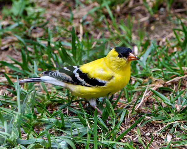 Gros Plan Sur Chardonneret Amérique Butinant Sol Avec Herbe Verte — Photo