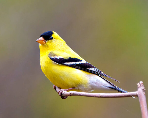 American Goldfinch close-up side view, perched on a twig with a soft blur background in its environment and habitat surrounding and displaying its yellow feather plumage. Finch Portrait. 