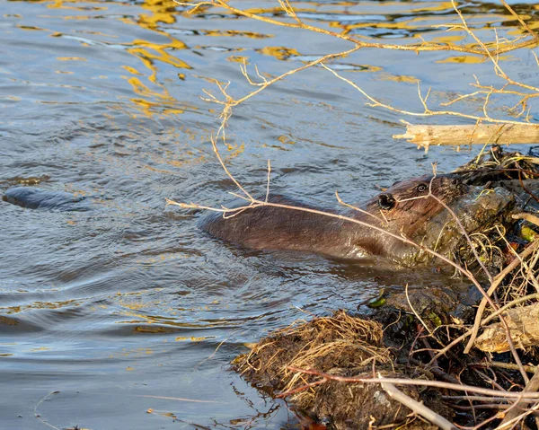 Beaver Building Dam River Middle Forest Displaying Brown Fur Body — Zdjęcie stockowe