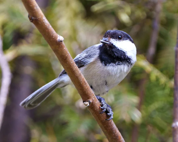 Chickadee Bird Perched Branch Blur Background Habitat Surrounding Environment Displaying — Stockfoto