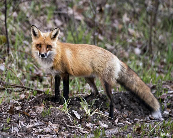 Vue Profil Rapprochée Renard Roux Regardant Caméra Avec Fond Feuillage — Photo