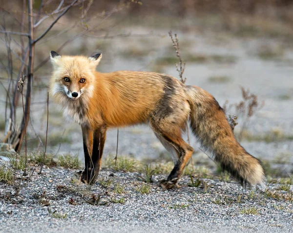 Red Fox Close Profile Side View Looking Camera Blur Background — Stockfoto