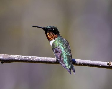 Sinekkuşu, bir dala tüy, gaga, göz gibi güzel tüyleri ve çevresindeki bulanık arka planı ve yaşam alanını gösteren yakın plan görüntüsünü sunar..