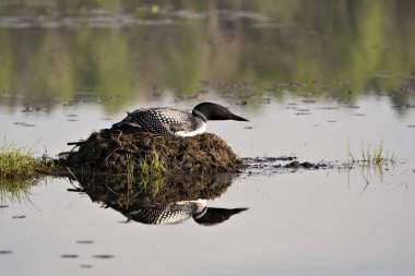 Dalgıç kuşu yuvasına bataklık otları, çevresindeki göl kıyısındaki çamur ve su ve kırmızı göz, siyah ve beyaz tüy tüyleri, vücut yansıması ile yeşilimsi boynu sergiliyor. Tımarhane görüntüsü. Sulak Bölge 'de bir kaçık. Dalgıç kuşu gölde. 