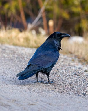 Kuzgun 'un yakın plan profili çakılların üzerinde duruyor. Çevresinde ve çevresinde bulanık bir orman arka planı var. Crow Resim ve Resim.