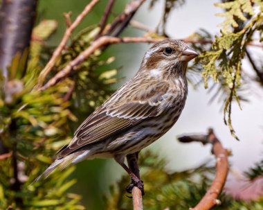 Song Sparrow, çevresini çevreleyen ve kahverengi tüy tüylerini gösteren bulanık bir arka planı olan kozalaklı bir dala tünemişti. Serçe Fotoğraf ve Resim.