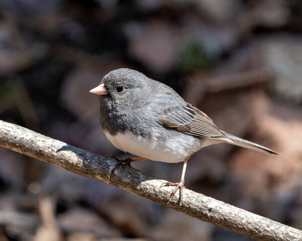 Junco bird perched on a branch displaying grey feather plumage, head, eye, beak, feet, with a blur background in its environment and habitat surrounding. Dark-eyed Junco.