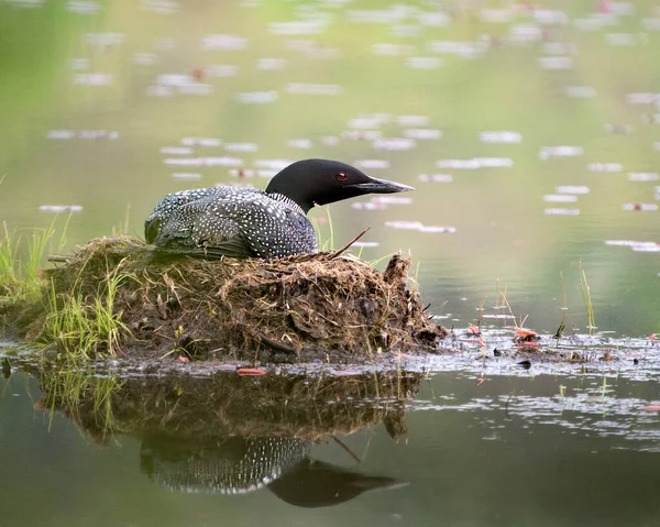 Common Loon Nesting Its Nest Marsh Grasses Mud Water Its — 스톡 사진