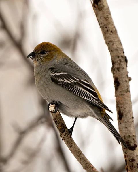 松树格罗斯别克特写视图 栖息在其环境和栖息地模糊的背景中 Grosbeak Stock Photo — 图库照片