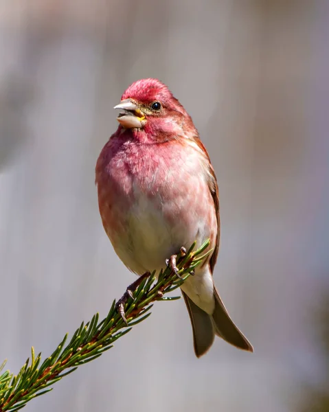 Finch Male Close Profile View Perched Branch Displaying Red Colour — Stock Photo, Image