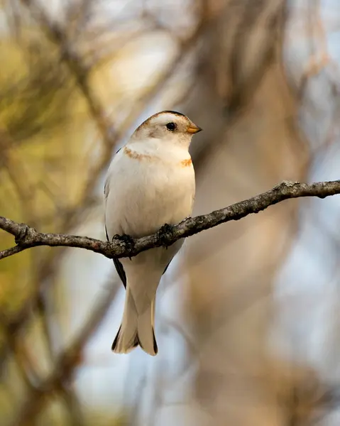 Snow Bunting Bird Close Perched Tree Branch Blur Background Enjoying — Stock fotografie