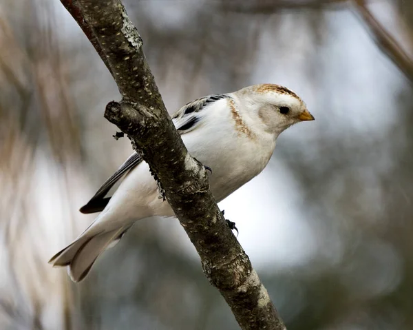 Snow Bunting Bird Close View Perched Tree Branch Blur Background — Stock fotografie
